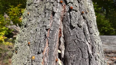 Ladybugs occupying tree bark during swarming Stock Footage 219811754