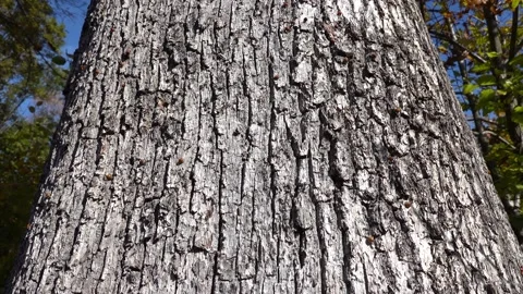 Ladybugs occupying tree bark during swarming Stock Footage 219814198