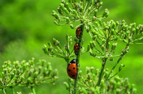 Ladybugs Stock Photos