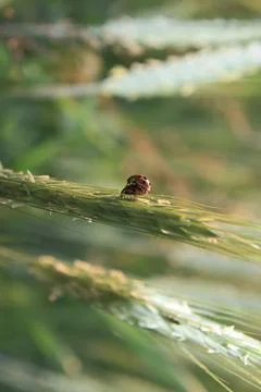 Ladybugs Stock Photos