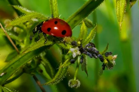 Ladybugs Stock Photos