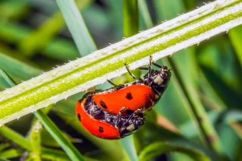 Ladybugs Stock Photos
