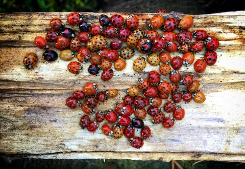 Ladybugs Stock Photos