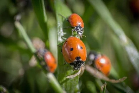 Ladybugs Stock-Fotos