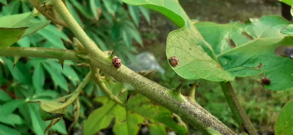 Ladybugs Stock Photos