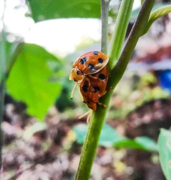 Ladybugs Stock Photos