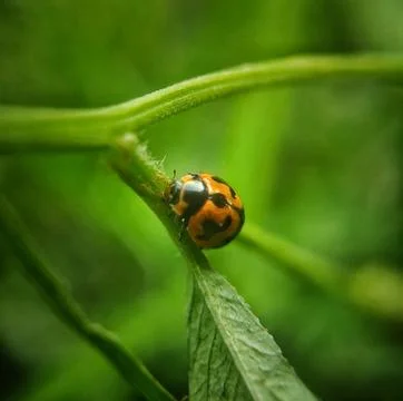 Ladybugs Stock Photos