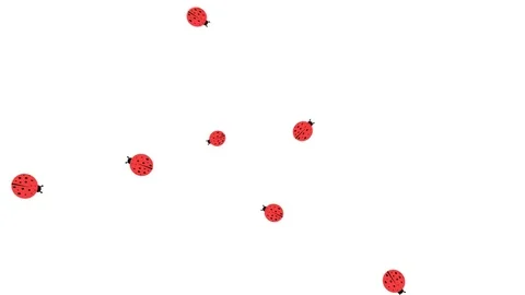 Ladybugs random movement looping animation Stock Footage 72587143