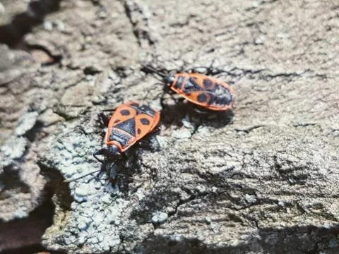 Ladybugs on a rock Stock Photos