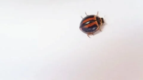 Ladybugs running quite fast  Stock Footage 305019798