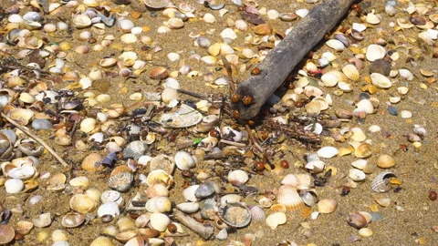 Ladybugs on the sandy shore 4K Stock Footage 157329868