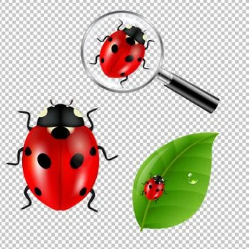 Ladybugs Set Stock Illustration
