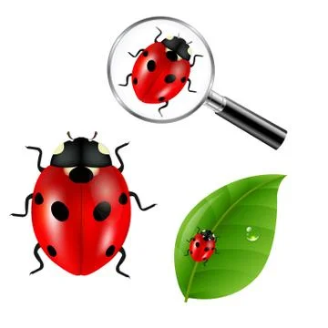 Ladybugs Set Stock Illustration