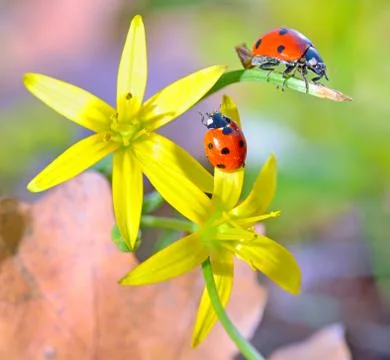 Ladybugs on spring  flowers Stock Photos