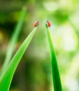 Ladybugs on tips of leaves Stock Photos