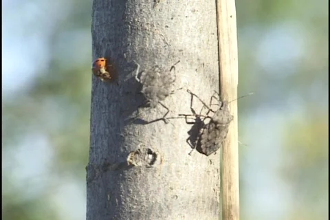 Ladybugs on Tree  Stock Footage 297806