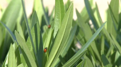 Ladybugs on Tree Stock Footage 398713