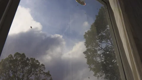 Ladybugs Trying to Invade Home, Sunny Warm Day with Clouds Stock Footage 322020990
