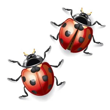 Ladybugs vector illustration. Stock Illustration
