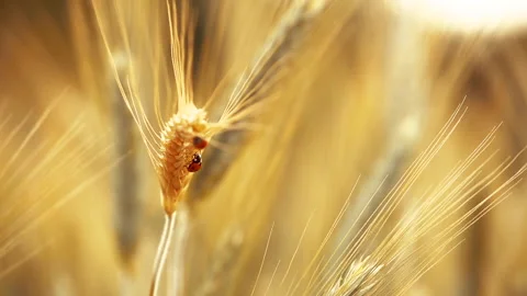 Ladybugs walk over an ear of gold corn Stock Footage