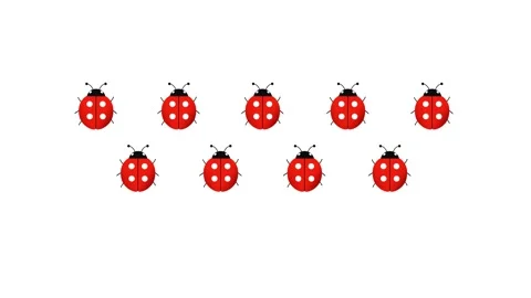 Ladybugs walk in a procession Stock Footage 311841843