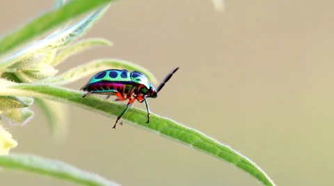 Ladybugs Walking on green leaves. Stock Footage 37245486