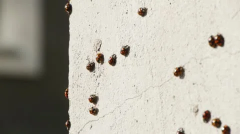 Ladybugs on the wall Stock Footage 12621234