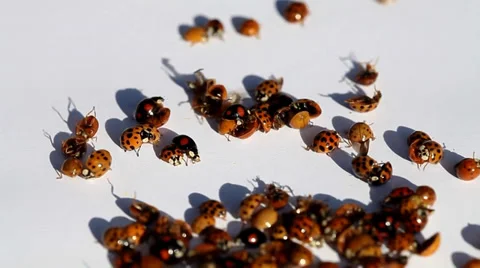 Ladybugs on white Stock Footage 35712759