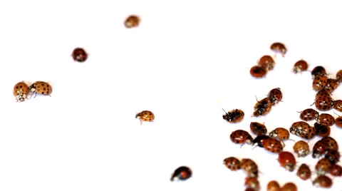 Ladybugs on white Stock Footage 35713112