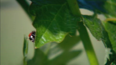 LadybugXCU Stock Footage 492792