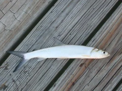 Ladyfish On Dock Stock Photos