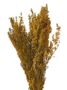 Lady's bedstraw Stock Photos