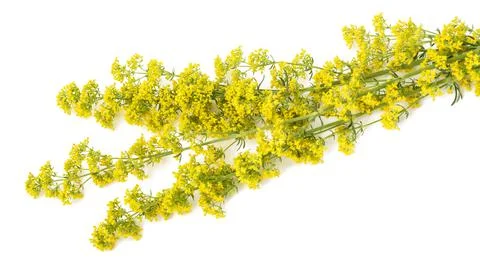 Lady's bedstraw Stock Photos