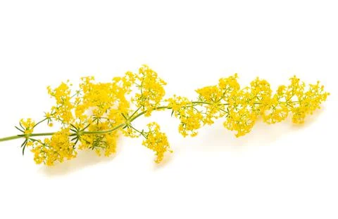 Lady's bedstraw Stock Photos