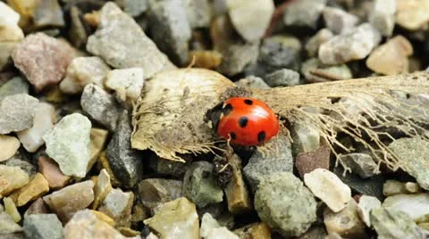 Lady`s beetle Stock Footage