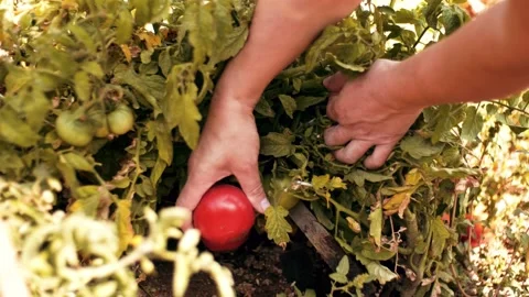 Lady's hand picking tomatoes Video stock 148137690