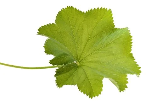 Lady's Mantle leaf 写真素材