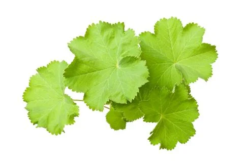 Lady's Mantle Stock Photos