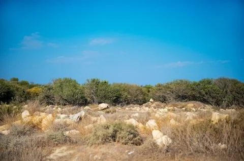 Lady's Mile beach Stock Photos