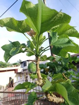 Laeaves Stock Photos