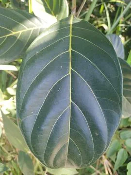 Laeaves Stock Photos