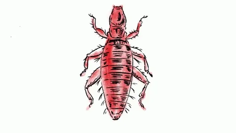 Laemobothrium or feather lice  Drawing Time Lapse 2D Animation Stock Footage 117957644
