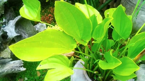 LAETUS { green } Stock Footage 238010659