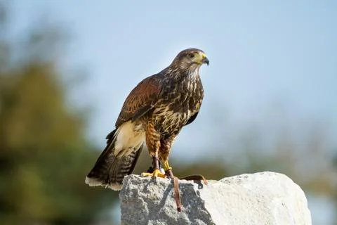 Lage hawk on a rock Stock-Fotos