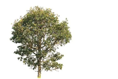 Lage tree with clipping path and copy space on white background Stockfoto's