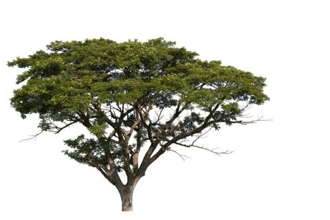Lage tree with clipping path on white background Фото
