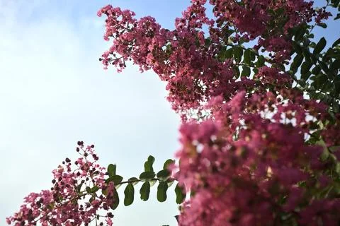 Lagerstroemia in bloom with the sky as background Stock Photos