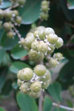 Lagerstroemia floribunda Stock Photos