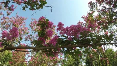 Lagerstroemia Stock Footage 157718754