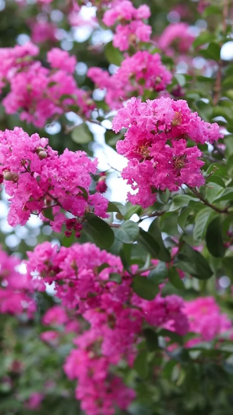 Lagerstroemia indica (crape myrtle) tree with pink flowers booming in garden Stock Footage 285567441